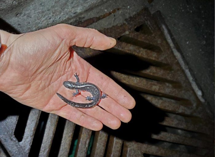 Hand holding a salamander.