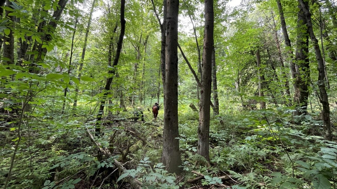 Forest at Trent University